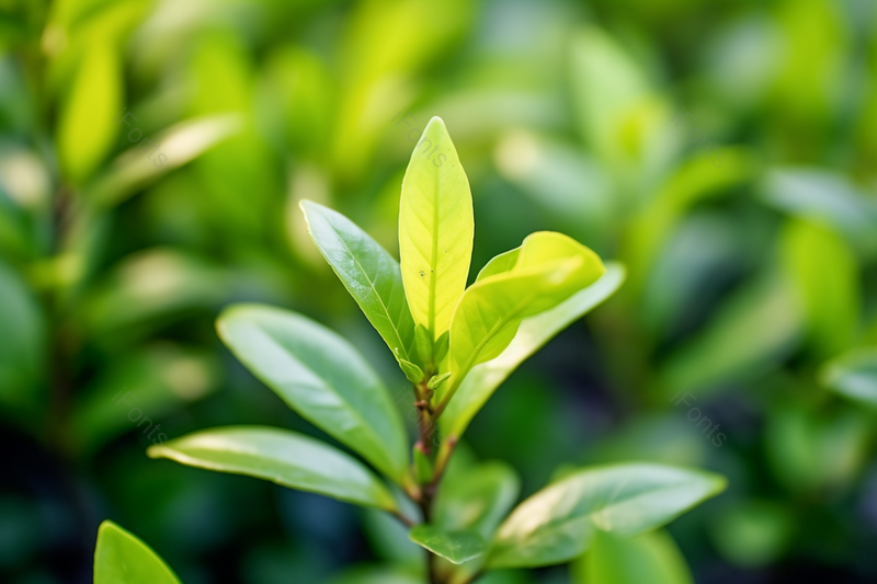 茶园里的绿色茶叶嫩芽实拍摄影,高清,摄影图,摄影图片,图片大全,摄影图免费下载